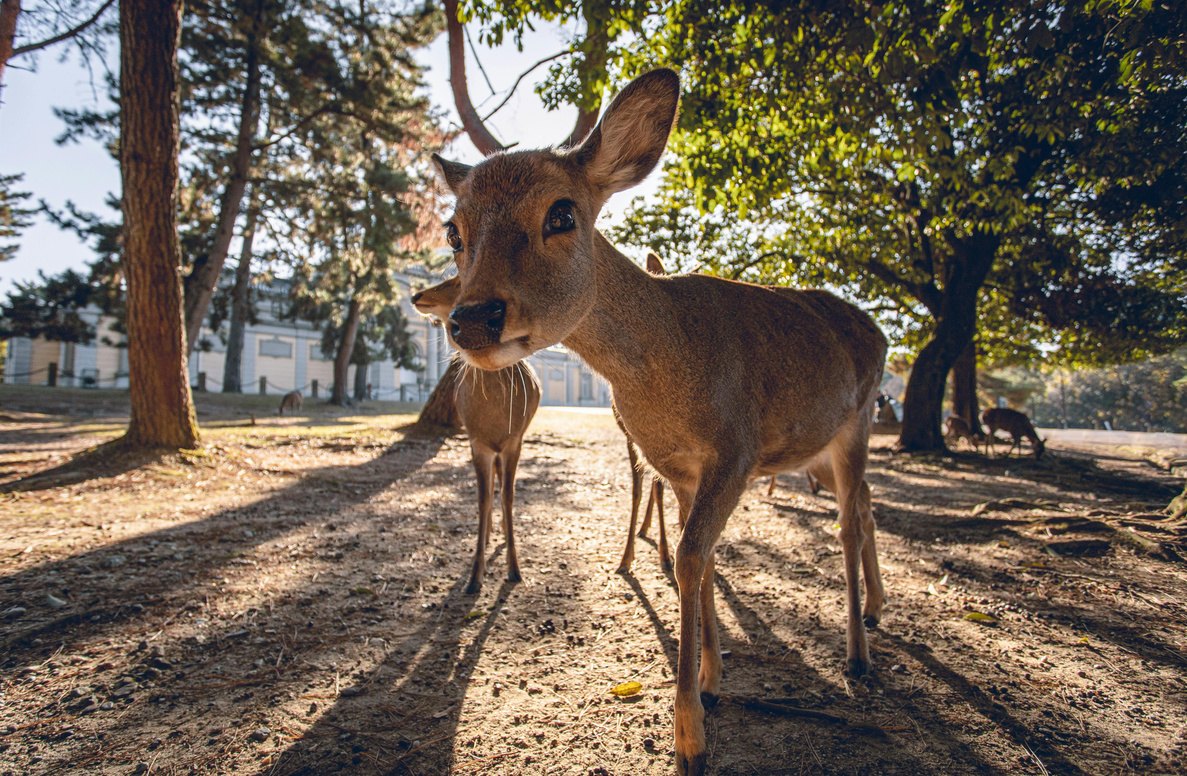 Deer standing in Nara Park